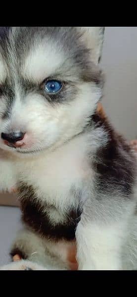 Siberian Husky female puppy Dog for sale in Lahore 1