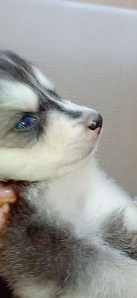 Siberian Husky female puppy Dog for sale in Lahore 2