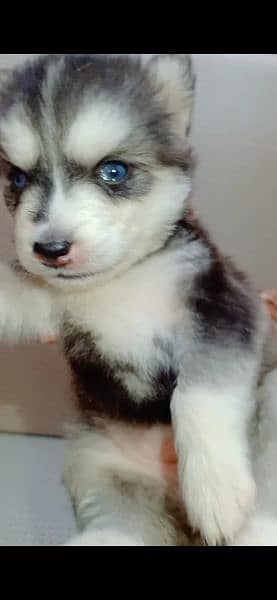 Siberian Husky female puppy Dog for sale in Lahore 4