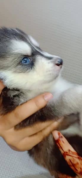 Siberian Husky female puppy Dog for sale in Lahore 5