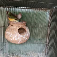 Java, Gouldians , finches 0