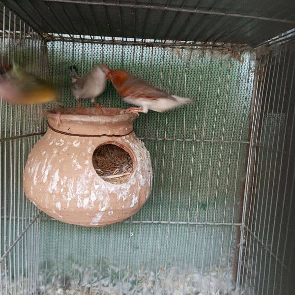 Java, Gouldians , finches 1