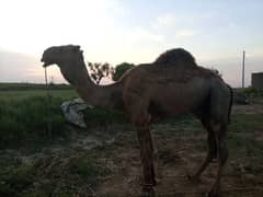 Camel for Sale