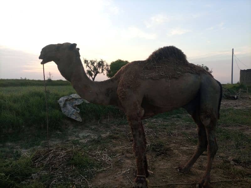 Camel for Sale 2