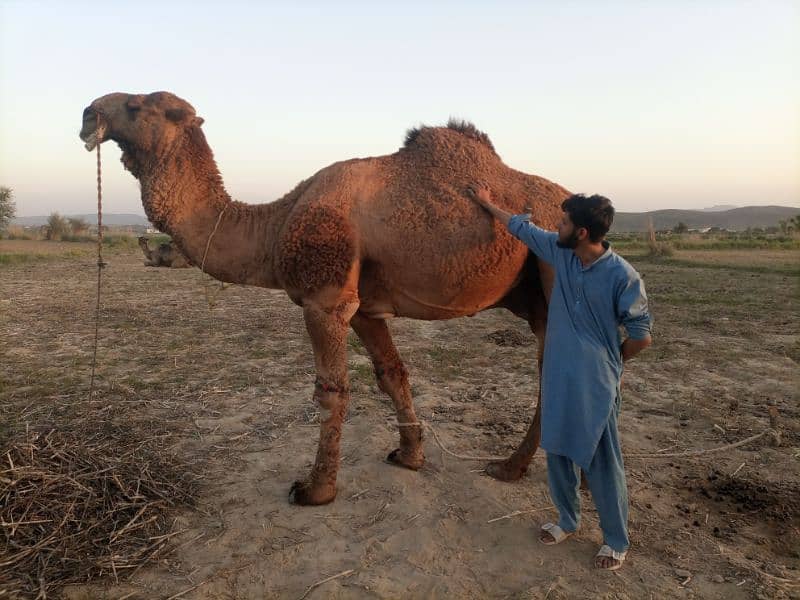 Camel for Sale 3