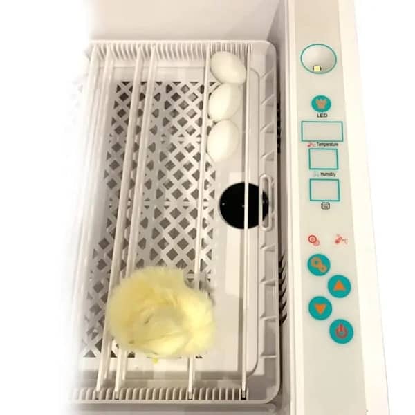 box pack 36 egg incubator 1