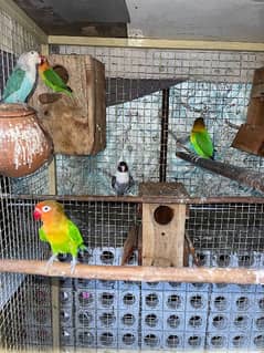 Cage, 5 Pairs of breeder Fishers and 3 baby parrots . 5×4 feet cage