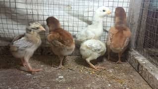 Pure aseel chicks 03204143422