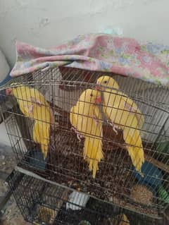 Yellow parrot age 8 month