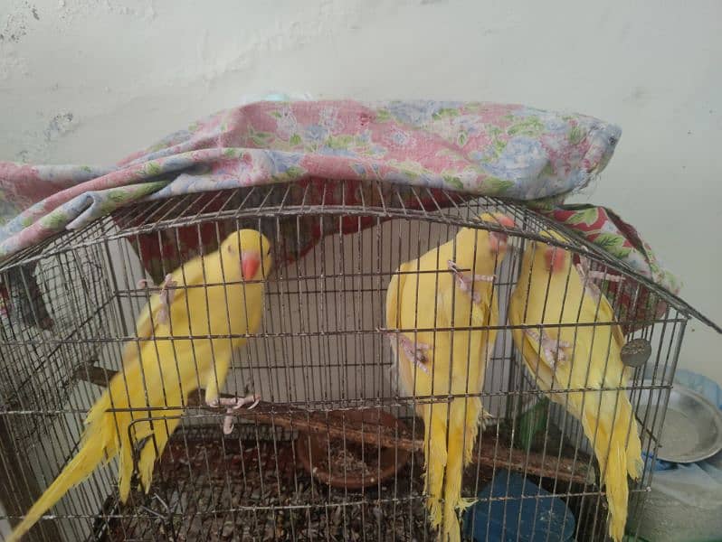 Yellow parrot age 9.5 month 1