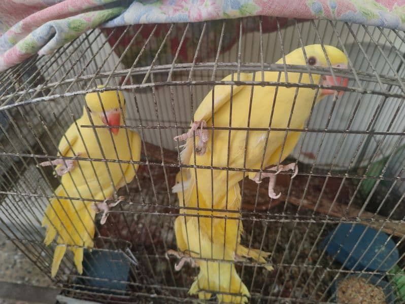 Yellow parrot age 9.5 month 2