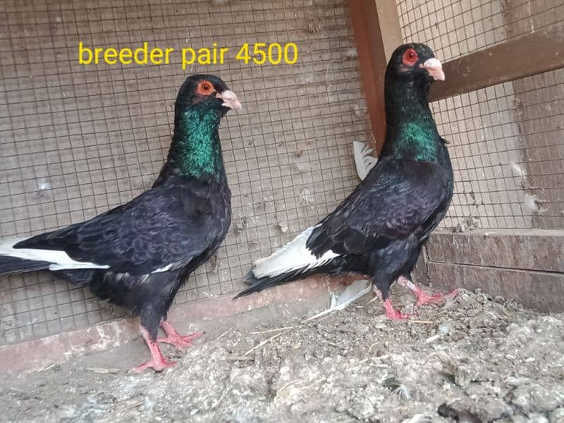 fancy pigeons. diffrent breeds. price mention. cargo available. 1