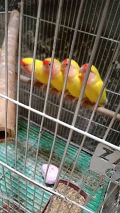 7 month age health and active birds 0