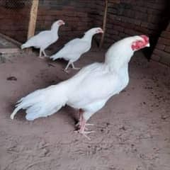 Heera paper white chicks 03435635876