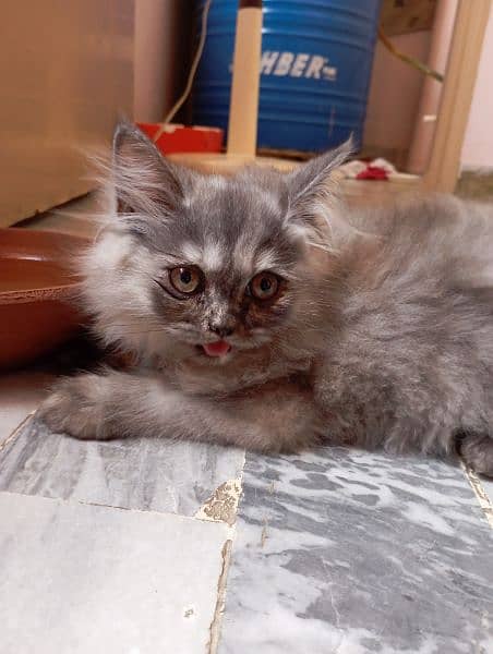 Persian pair available for sale 1