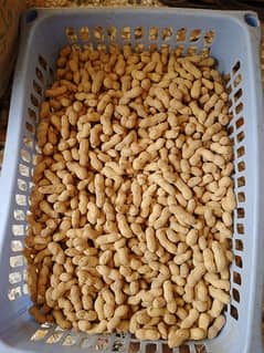 peanut seeds 0