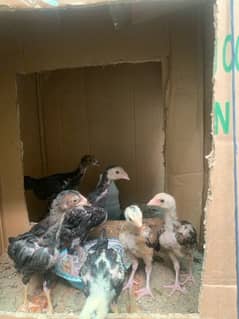 ASEEL CHICKS AND PAIR for sale