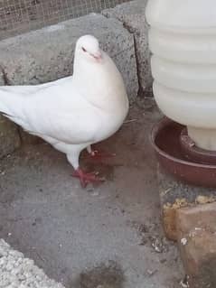 King pigeons for sale in wah Cantt / Hassan Abdal only 0