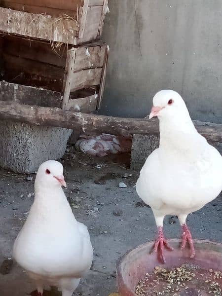 King pigeons for sale in wah Cantt / Hassan Abdal only 2