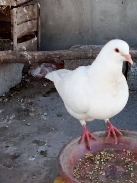 King pigeons for sale in wah Cantt / Hassan Abdal only 3