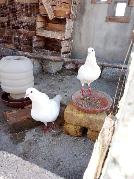 King pigeons for sale in wah Cantt / Hassan Abdal only 4