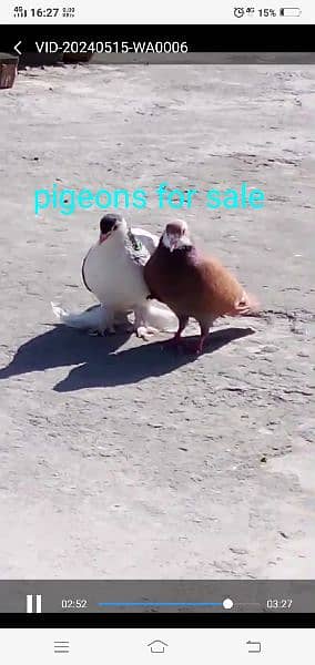 King pigeons for sale in wah Cantt / Hassan Abdal only 5