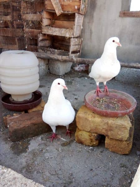 King pigeons for sale in wah Cantt / Hassan Abdal only 6