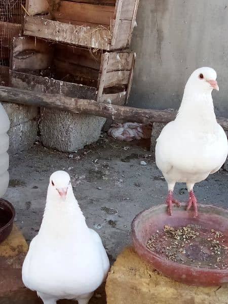 King pigeons for sale in wah Cantt / Hassan Abdal only 7