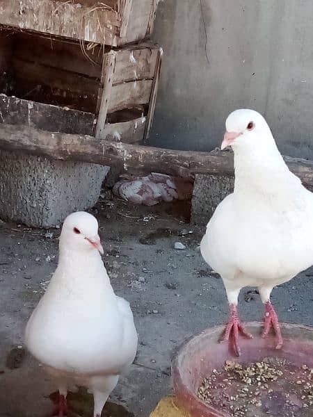 King pigeons for sale in wah Cantt / Hassan Abdal only 9