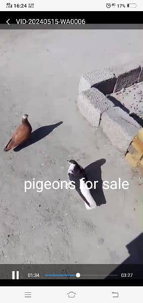 King pigeons for sale in wah Cantt / Hassan Abdal only 11
