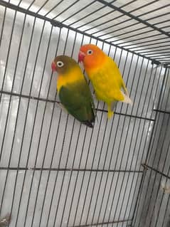 love bird breader pair