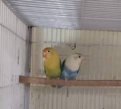 Love Birds Breeding Pairs