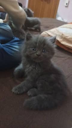 Grey persian kittens for sale