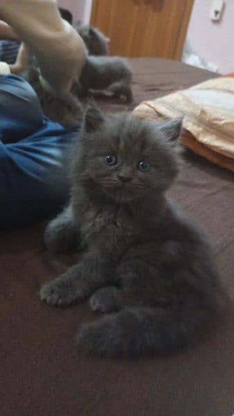 persian cats and kittens for sale 0
