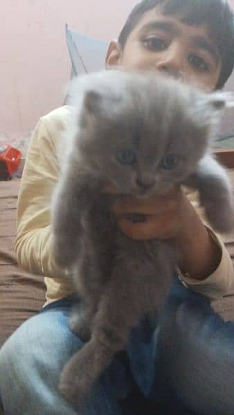Grey persian kittens for sale 1