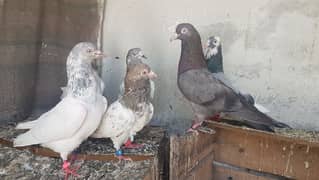 Lakhay dabaz khaki slaeti pigeons for sale.