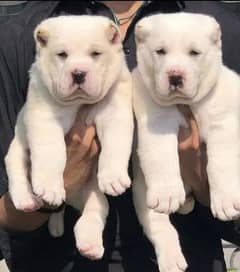 Alabai dog | King Alabai pair | security dog for sale