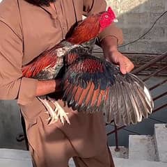 Top Quality Punjab breed Lakha  available for sale