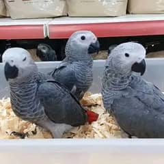 Gray African parrots or Colorful parrots