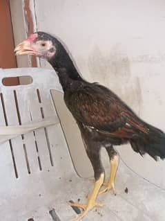 Aseel Chicks pathay 3 months