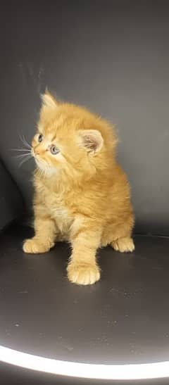 pure persian kitten's