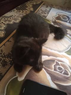 black Persian male kitten 0
