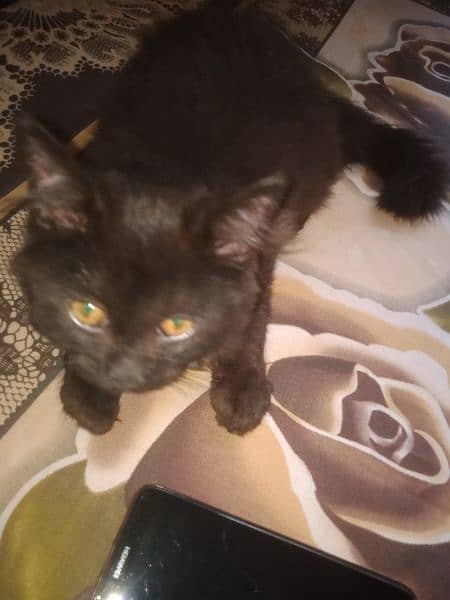 black Persian male kitten 1