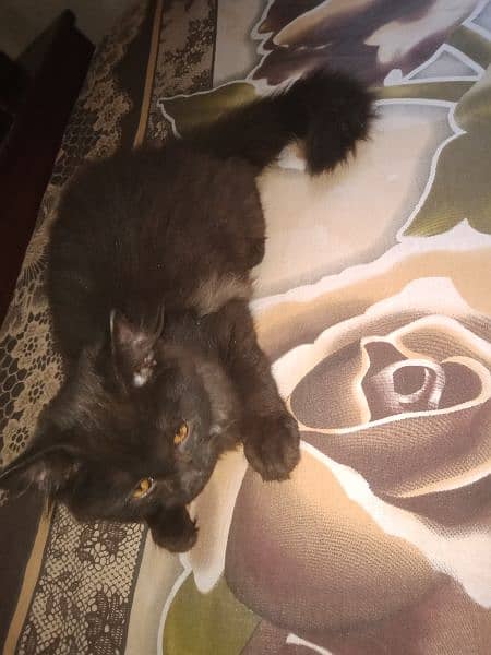black Persian male kitten 2