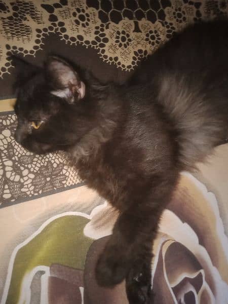 black Persian male kitten 3