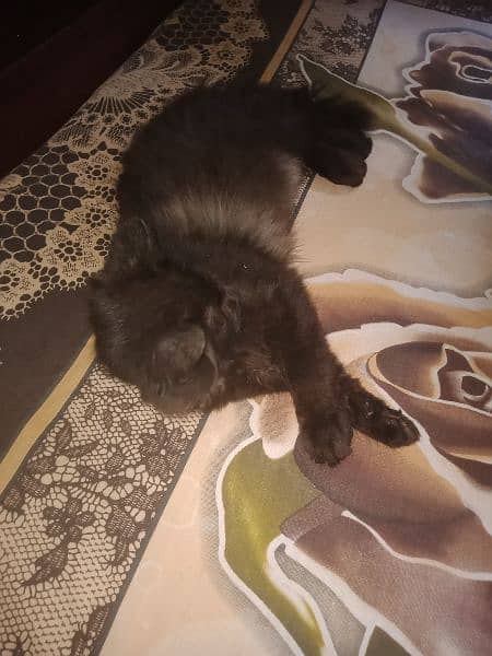 black Persian male kitten 4