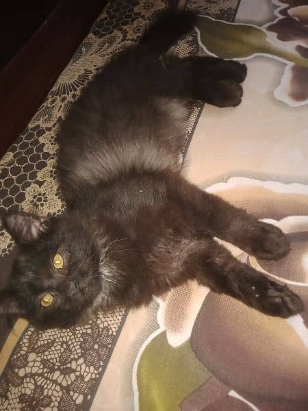 black Persian male kitten 5