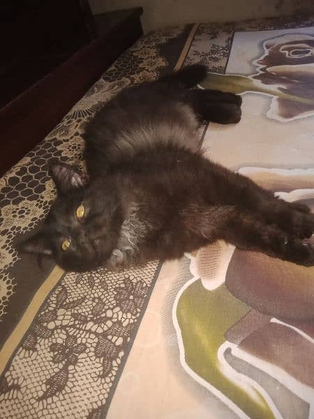black Persian male kitten 6