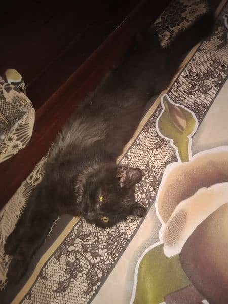 black Persian male kitten 7