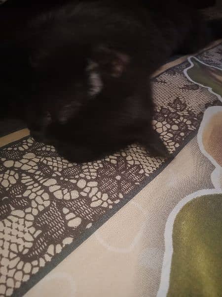 black Persian male kitten 8